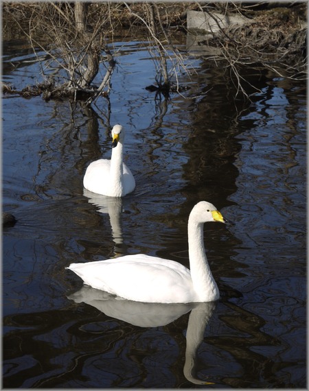 P1020408_hakuchou_lum