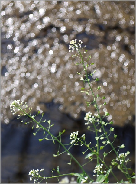 P1020656_mizubenohana2_lum