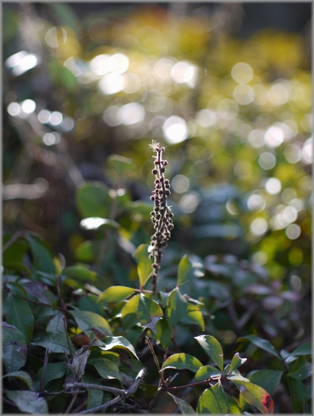 P1020370_inochitsunagu_lum