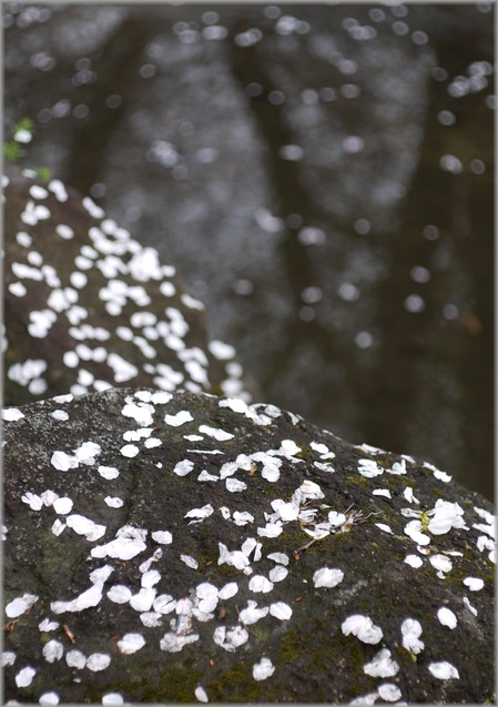 P1020816_hananoowari_lum