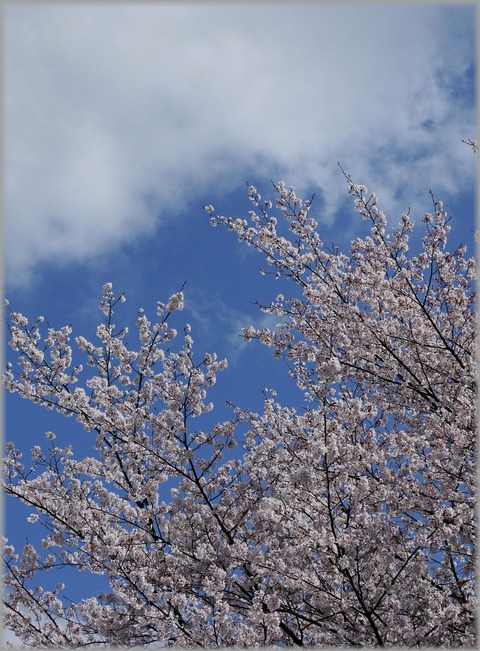 桜2