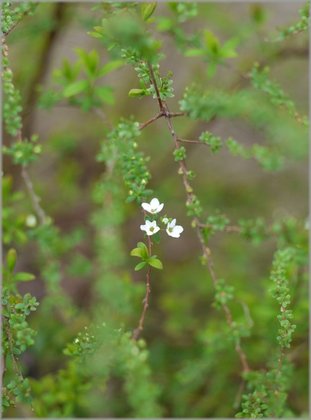 P1020630_yukiyanagi_lum