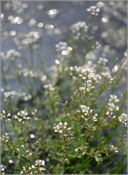 P1020649_mizubenohana_lum