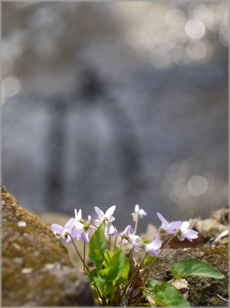 P1020655_mizubenohana1_lum