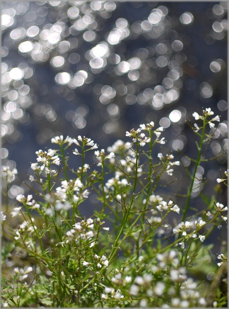 P1020640_mizubenohana_lum