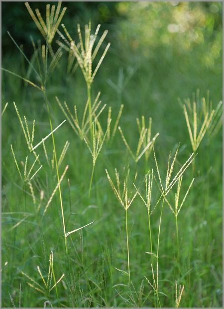 P1010465_natsukusa_lum