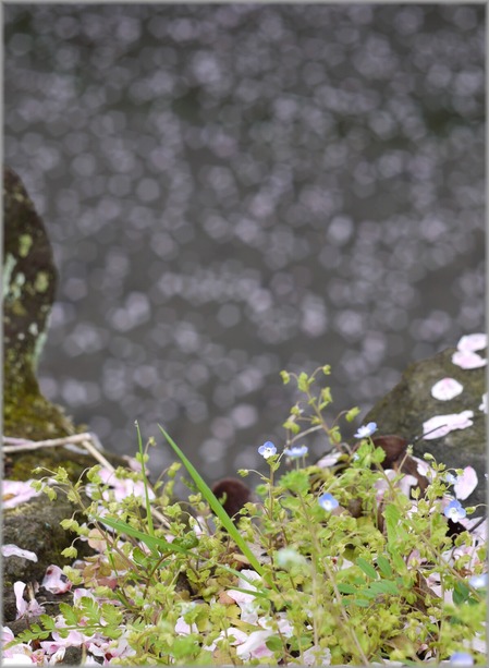 P1020810_mizubenohana_lum