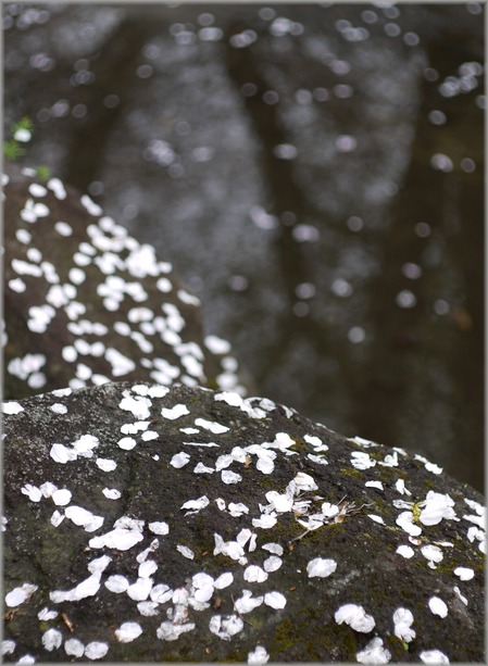 P1020816_hananoowari_lum