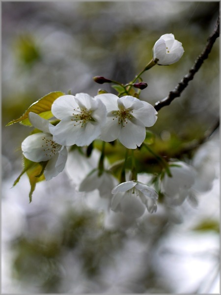 P1020756_ooshimazakura_lum