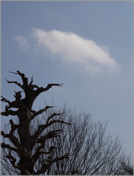 P1020459_harunokumo_lum