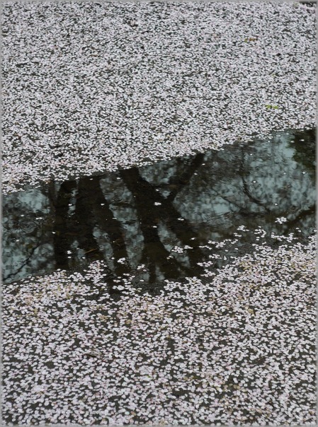 P1020843_hananoowari_lum