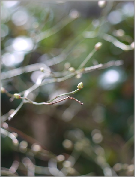 P1020473_bluebery_lum