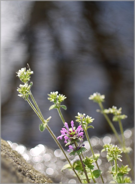 P1020657_mizubenohana3_lum