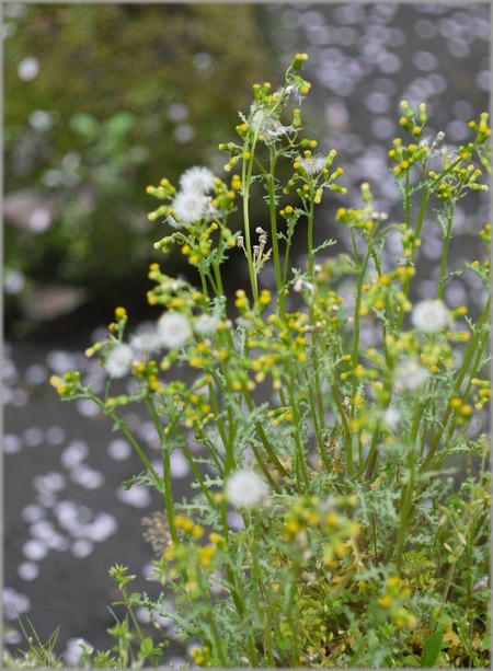 P1020805_hananoowari_lum