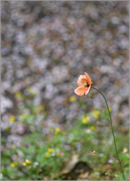 P1020899_mizubenohana_lum