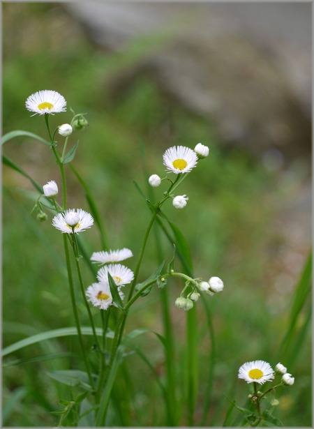 P1020902_kawabenohana_lum