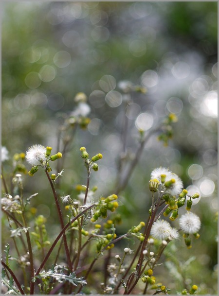 P1020660_mizubenohana4_lum