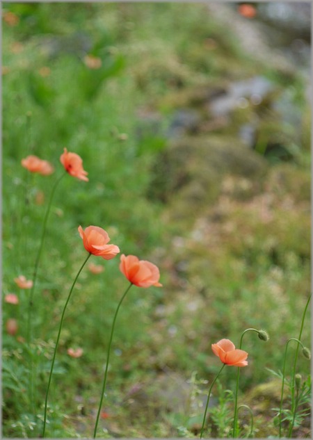 P1020888_mizubenohana_lum