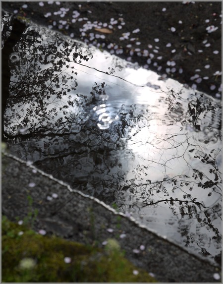 P1020754_hanachirashi_lum