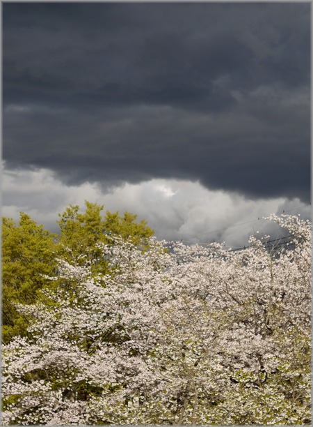 P1020767_sakura3_lum