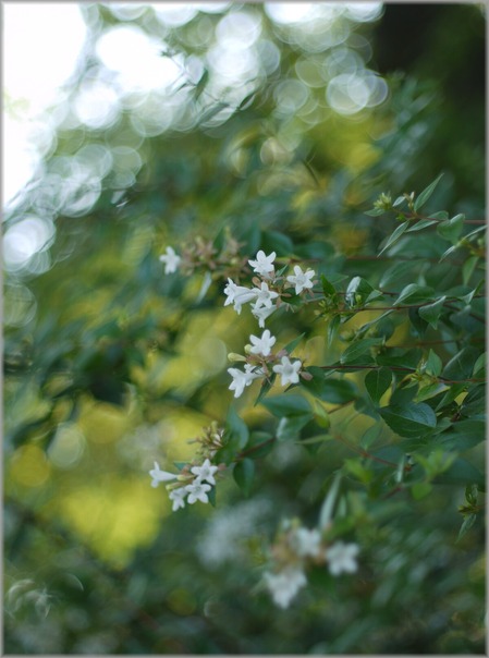 P1010476_hana_lum
