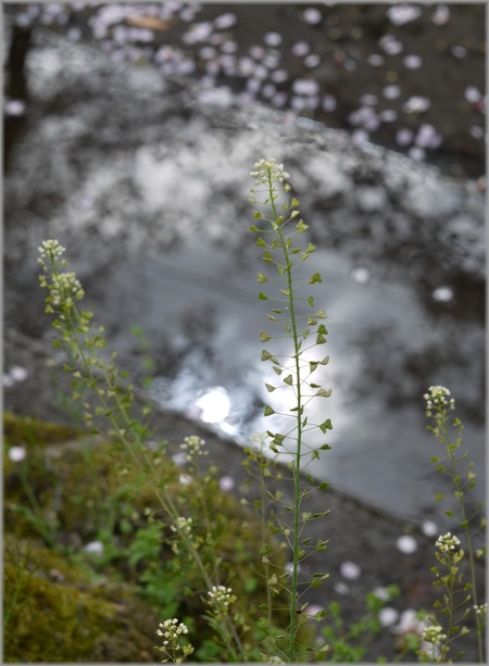 P1020752_hananoowari_lum