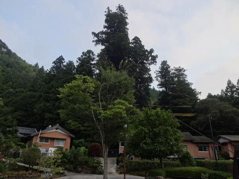 DSC07482