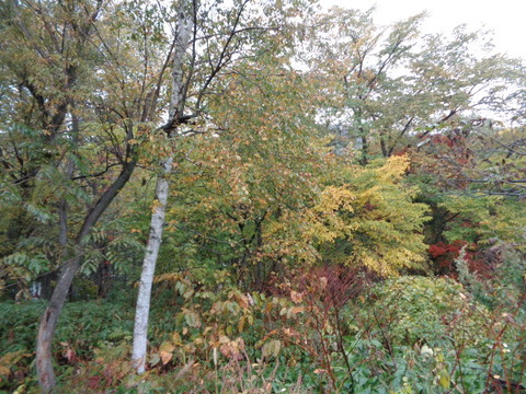 DSC03008