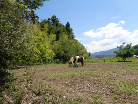 DSC02654
