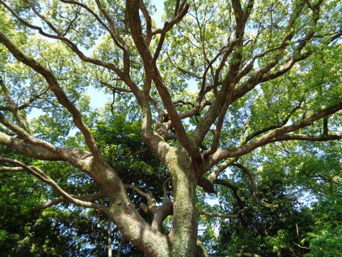 DSC09509
