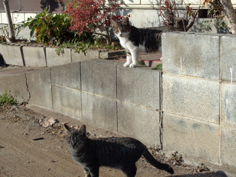 DSC04534