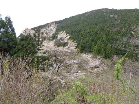 DSC00029
