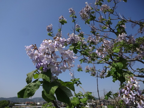 DSC06539