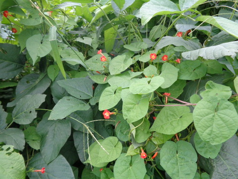 DSC02375