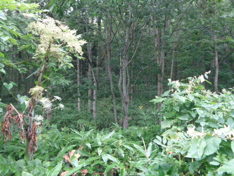 DSC04744