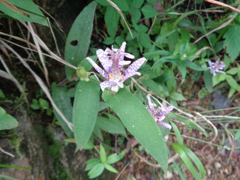 DSC05375