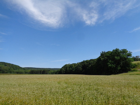 DSC04400