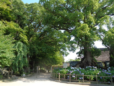 DSC06882