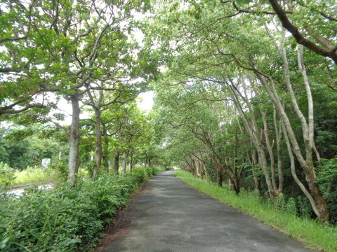 DSC00498