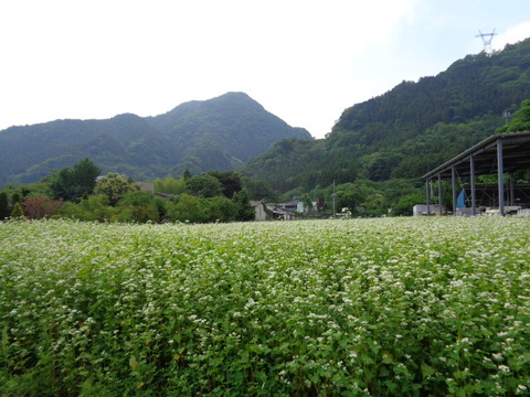 DSC02955