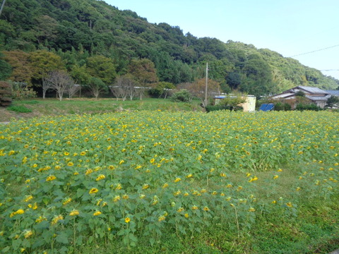 DSC09782