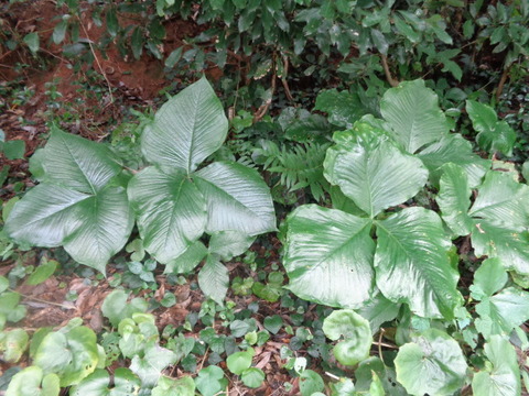 DSC00936