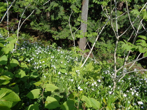 DSC03351