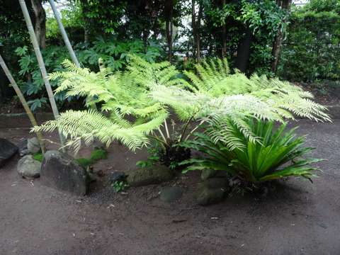 DSC07509