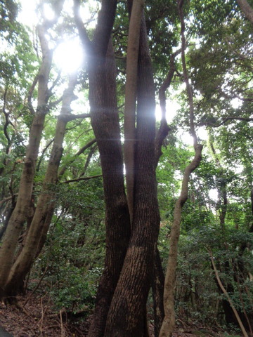DSC00971