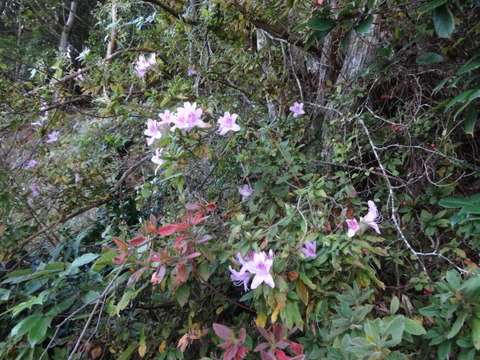 DSC00490