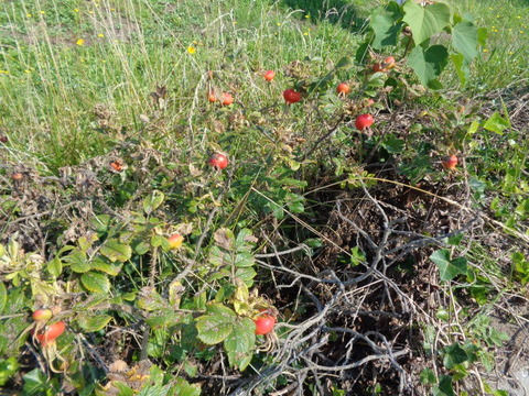 DSC08240