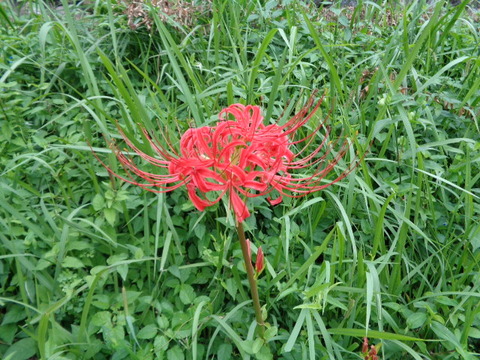 DSC02352