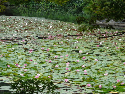 DSC00239