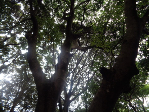 DSC00993